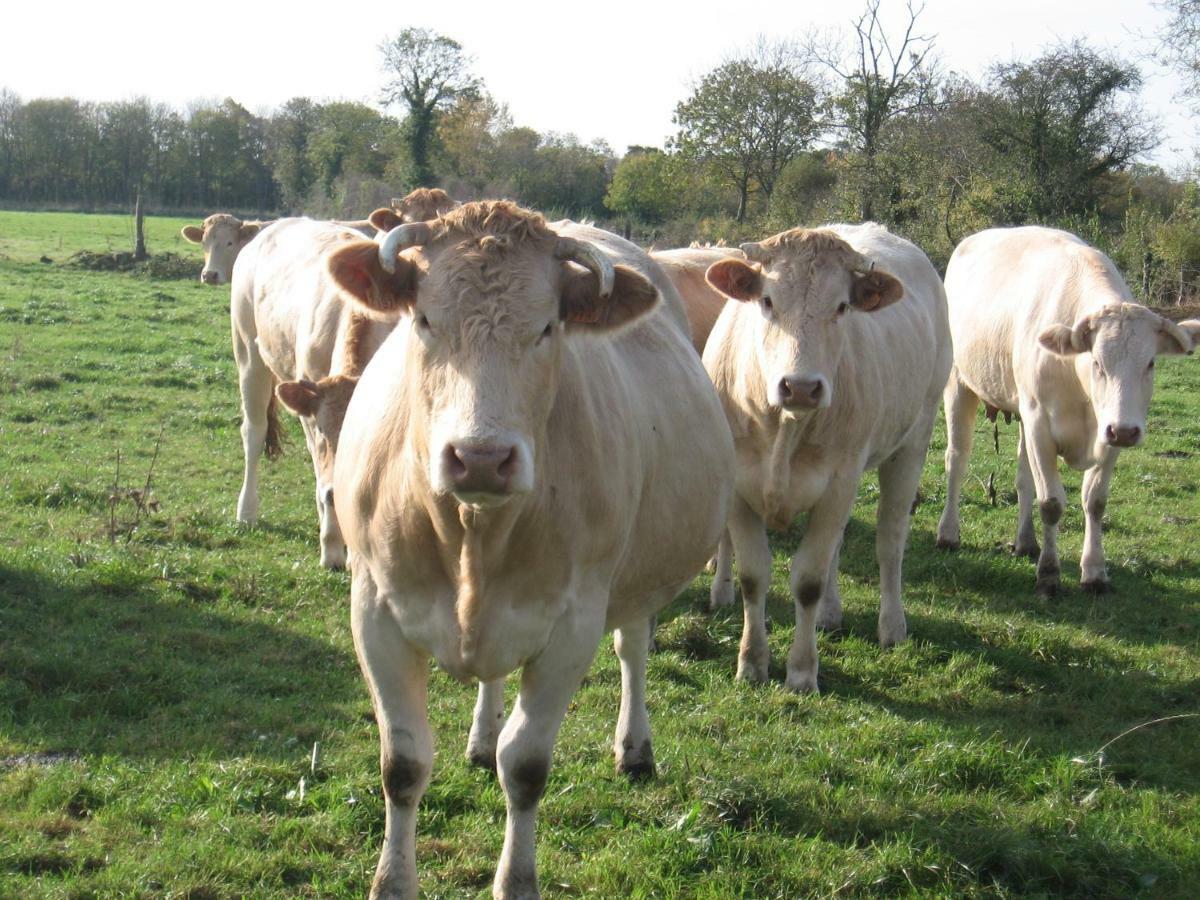 La Ferme De Montigny Villa Asnieres-en-Bessin Buitenkant foto